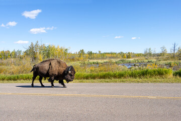 side profile of bison walking down road at Elk Island National Park on bright sunny day