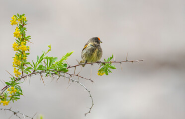 Red-fronted Serin (Serinus pusillus) is a bird that feeds on seeds, insects and flies.