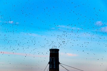 Annual Migration of the Swifts at Chapman School in Portland paired against Colorful Sunset Sky