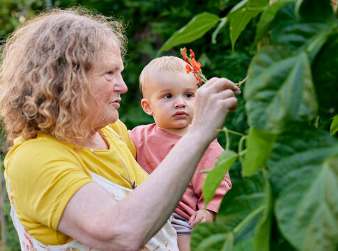 Grandmother with toddler in a garden, exploring a runner bean canes. 