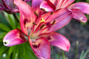 close up of beautiful blooming pink asiatic lilies 