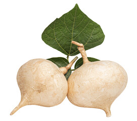Yam bean on isolated transparent background.
