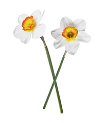 Beautiful narcissus flower isolated