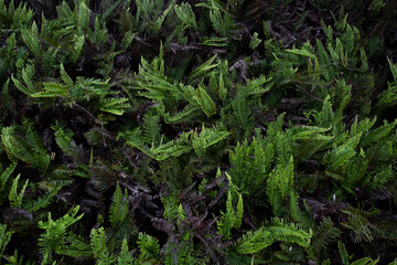 Samambaia, Dicranopteris linearis