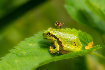Obraz premium Macro of the European tree frog (Hyla arborea) - green, small frog with black stripe bitten by a mosquito