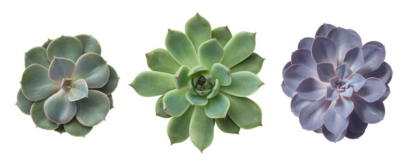 three different succulents / echeveria plants without pots isolated over a transparent background,...