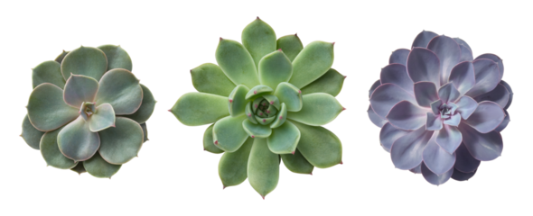 three different succulents / echeveria plants without pots isolated over a transparent background, natural interior or garden design elements, top view / flat lay