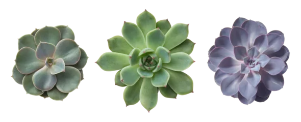 Foto auf Acrylglas three different succulents / echeveria plants without pots isolated over a transparent background, natural interior or garden design elements, top view / flat lay © Anja Kaiser