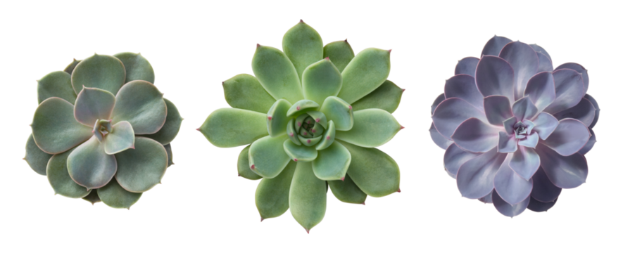 three different succulents / echeveria plants without pots isolated over a transparent background, natural interior or garden design elements, top view / flat lay