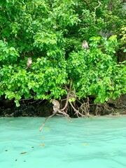 Małpy nad wodą © Krystian