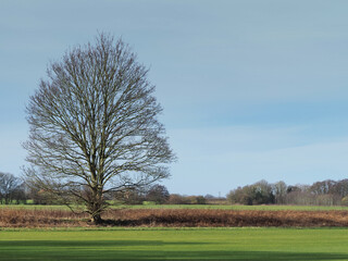 Obraz premium Lone bare winter tree in a green field with a blue sky