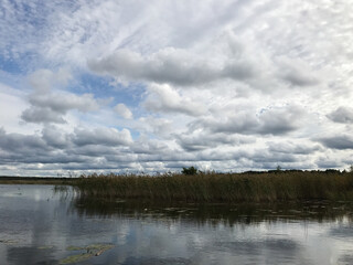 Forest trees against a blue sky with white clouds on a summer day. The concept of hiking and tourism. travel background.
