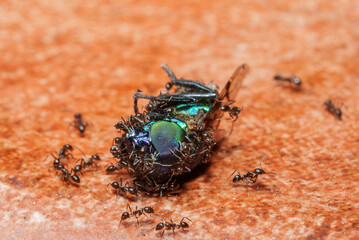 Several ants eating a dead fly