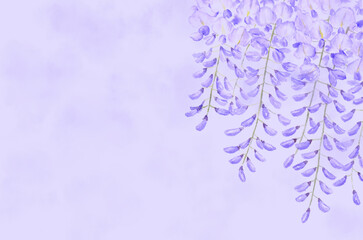 藤の花の背景　水彩イラスト