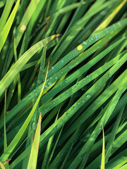 Green grass with dew drops. On a sunny day, water is visible on the stairs.
