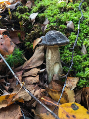 Mushroom in the forest, in the grass. Natural background. Healthy vegetarian food. Mushroom picking season. Delicious, natural food.