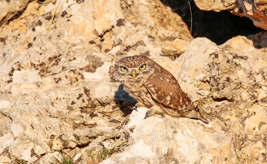 Little Owl (Athene noctua) is a carnivorous bird and generally feeds on mice, birds and reptiles.