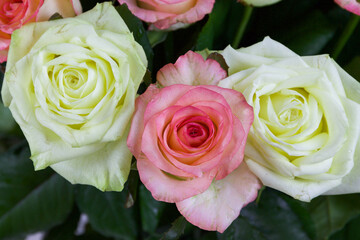 Bouquet of pink, yellow roses. Composition of multi-colored roses. Background for a postcard.