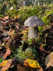 Mushroom in the forest, in the grass. Natural background. Healthy vegetarian food. Mushroom picking season. Delicious, natural food.
