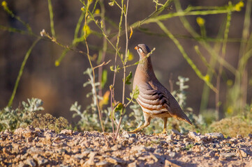 See-see Partridge (Ammoperdix griseogularis) is lives in a geography extending to Turkey, Syria, Iran, Iraq and Afghanistan. It is common in the Southeast of Turkey.