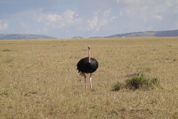 Kenya - Masai Mara - Ostrich