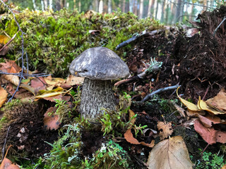 Mushroom in the forest, in the grass. Natural background. Healthy vegetarian food. Mushroom picking season. Delicious, natural food.