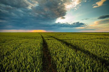 Industrial agricultural landscape with green wheat crops at a farm field, a beautiful sight