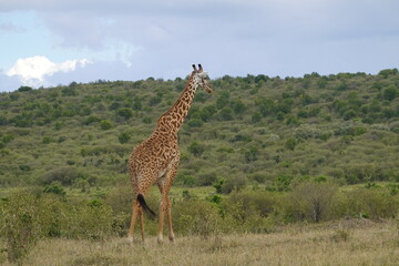 Kenya - Masai Mara - Giraffe