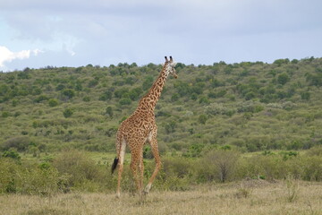 Kenya - Masai Mara - Giraffe