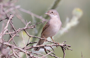 Common Whitethroat (Sylvia communis) is a common songbird in Asian, European and African countries.