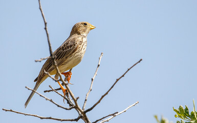 Corn Bunting (Emberiza calandra) is a common songbird in Asian and European countries.