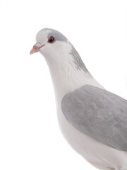  portrait dove isolated on white background