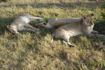Kenya - Masai Mara - Lion