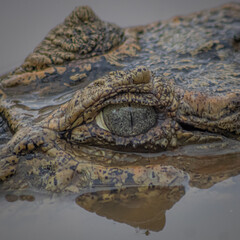 close up of an alligator