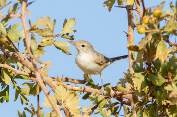 Common Whitethroat (Sylvia communis) is one of the best singing birds in the world. it is a bird that feeds on insects and fruits.