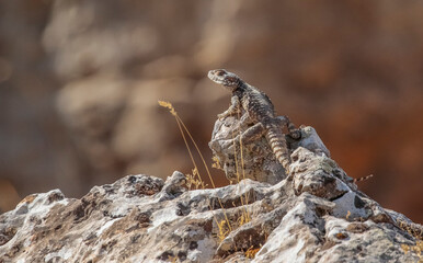 Stellagama (Stellagama stellio ), the Balkans, a lizard living in Turkey and the Middle East.It It is a species common in the southeastern region of Turkey.
