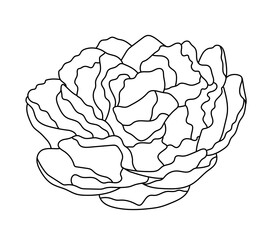 Vector sketch of peony, line art. Black contour, isolated on white.