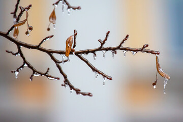 Icicles on icy tree branches. temperature swing season and winter weather in autumn
