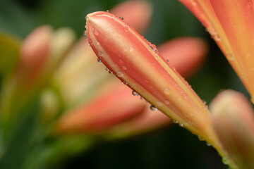 kala flower with dew drops closeup