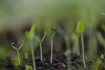 new sprout macro close-up
