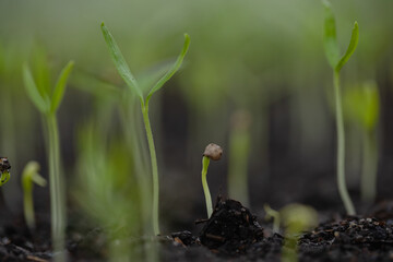 new sprout macro close-up