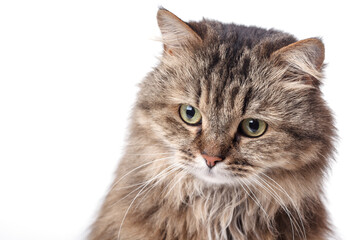 Norwegian Forest cat on a white background. Cute pet