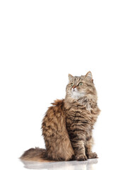 Norwegian Forest cat on a white background. Cute pet