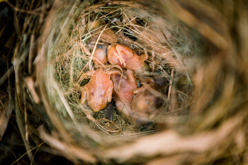 bird nest with baby birds