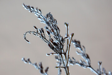 Icicles on icy tree branches. temperature swing season and winter weather in autumn