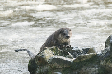 European otter on the rocks