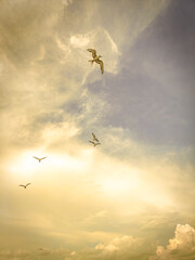 flying over the sunset