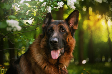 Portrait of german shepherd dog