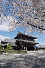 春の東本願寺　御影堂門　京都市下京区