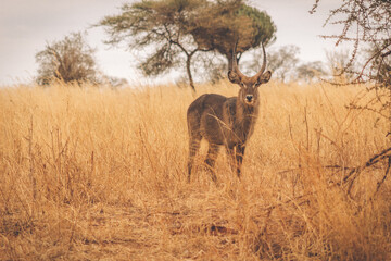 Safari